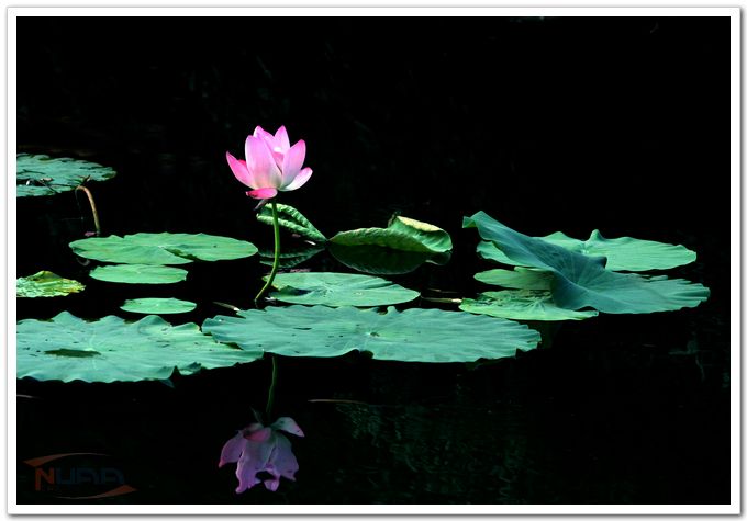 等待成一朵莲——陈培